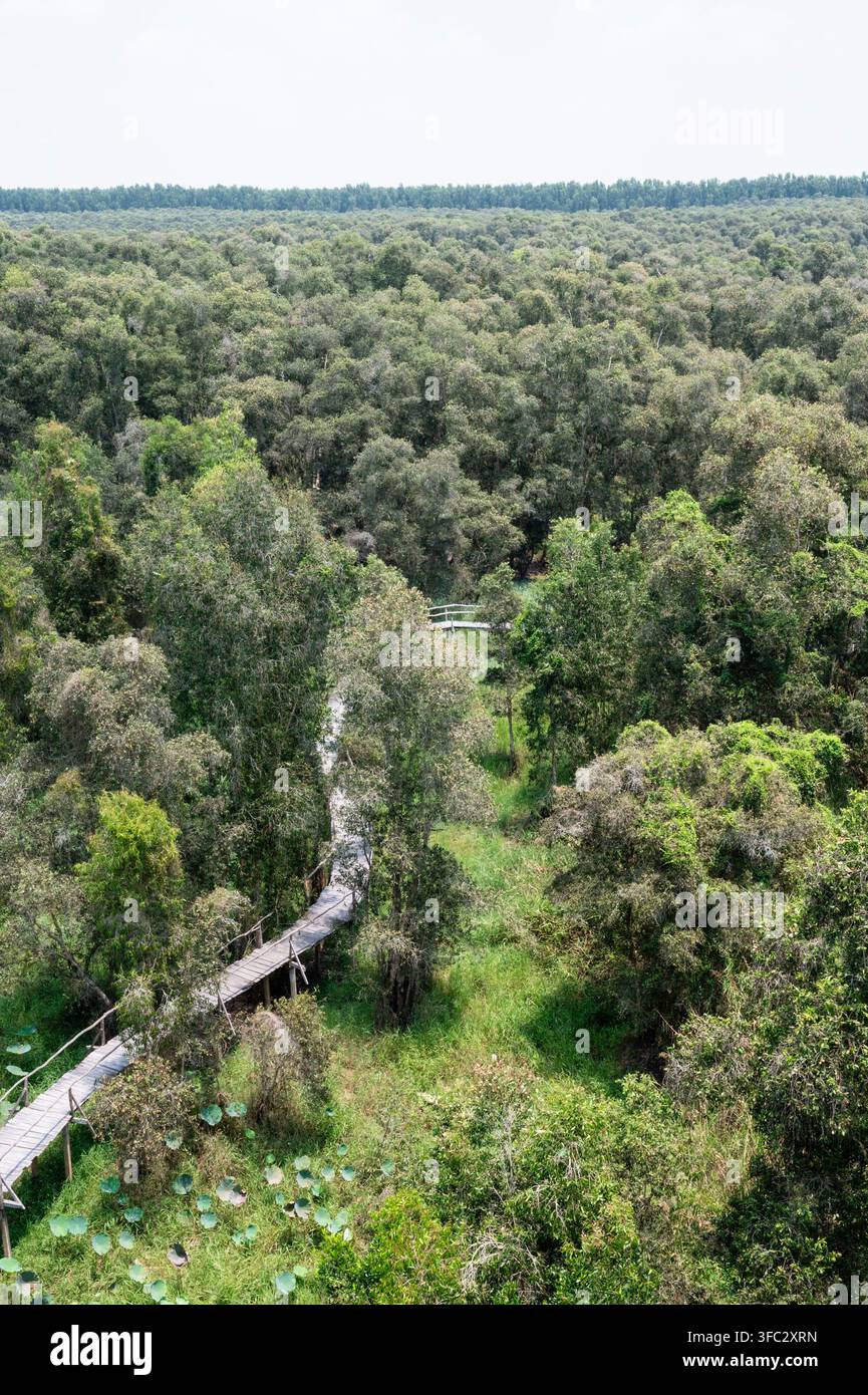 Vietnam, delta du Mékong, district d'An Giang, département de Thien Bien, forêt de Tra Su, la forêt de Tra Su vue depuis un point de vue Banque D'Images
