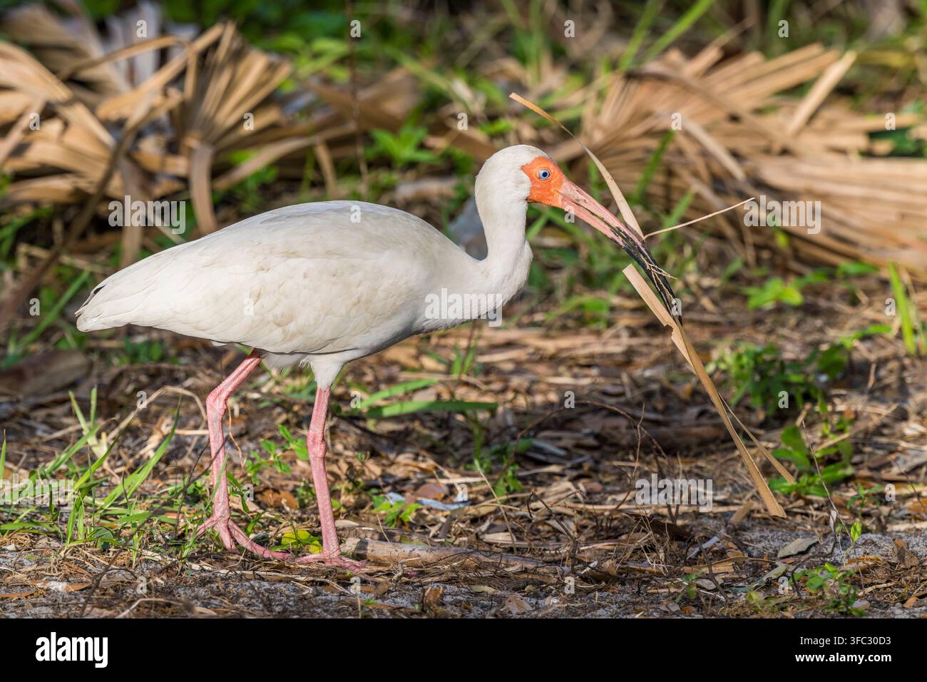 États-Unis, Floride, Centre spatial Kennedy (KSC), ibis blanc américain (Eudocimus albus) Banque D'Images