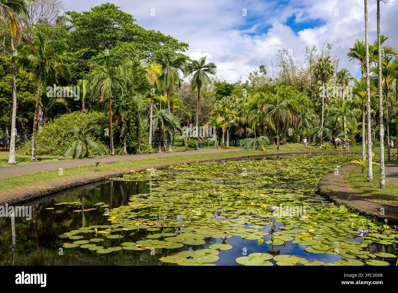 Maurice, district de Pamplemousses, Pamplemousses, Jardin botanique Sir Seewoosagur Ramgoolam, étang aux lotus, lotus bleu (Nymphaea caerulea) Banque D'Images