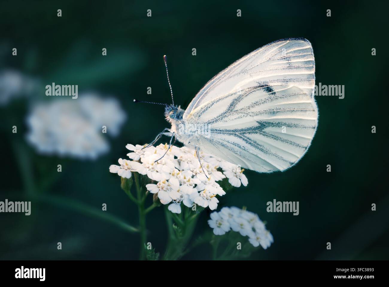 Beau papillon blanc sur des fleurs vives se détachant sur un fond sombre flou. Banque D'Images