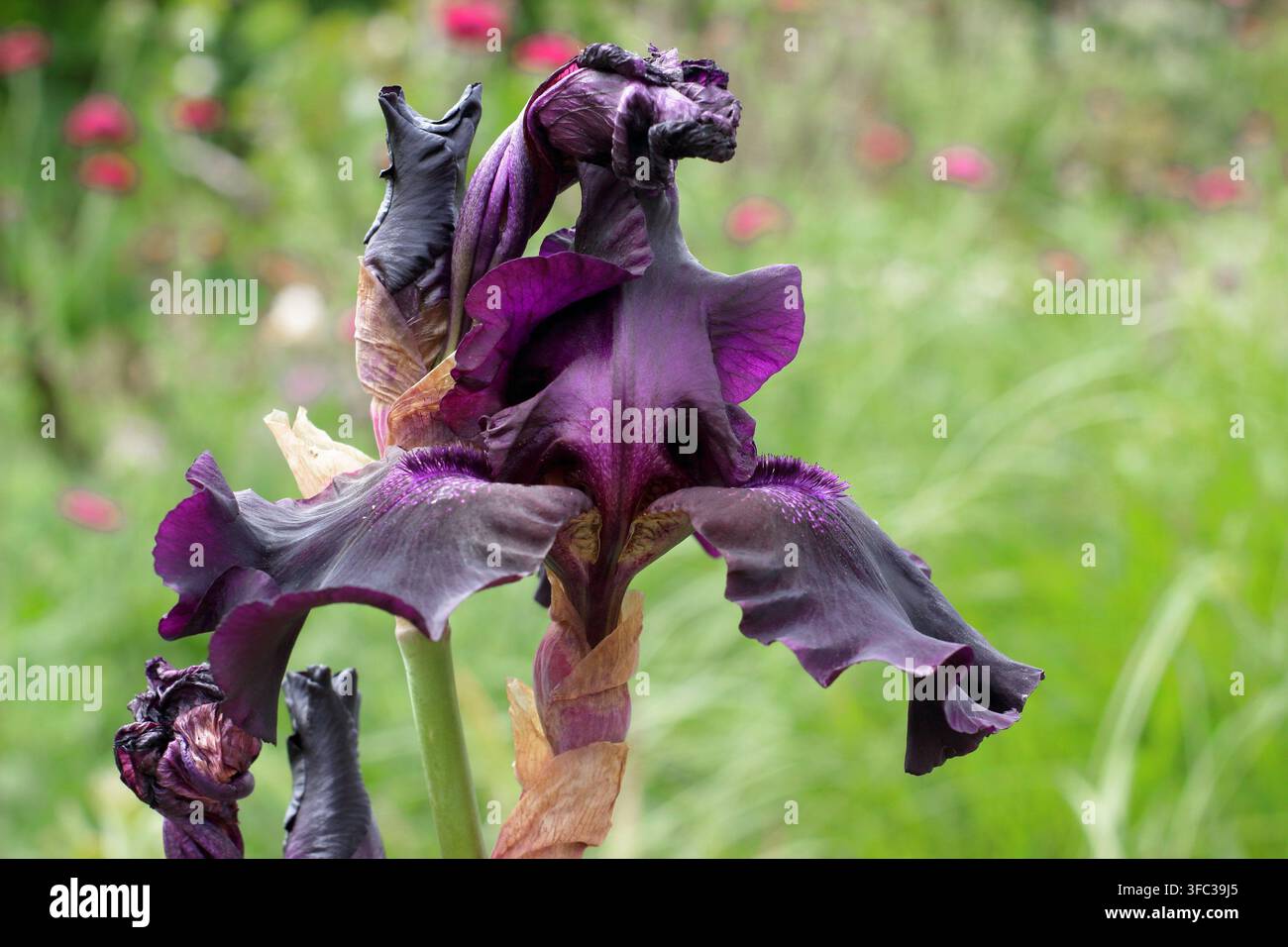 Iris germanica 'Superstition' barbu et grand portant des fleurs d'un violet profond Banque D'Images