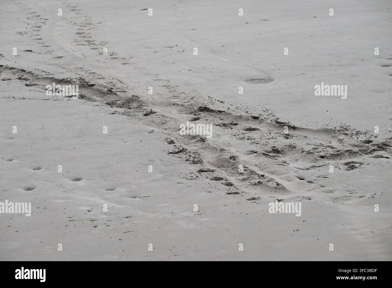 traces de phoque gris, Boulogne-sur-Mer France juillet Banque D'Images