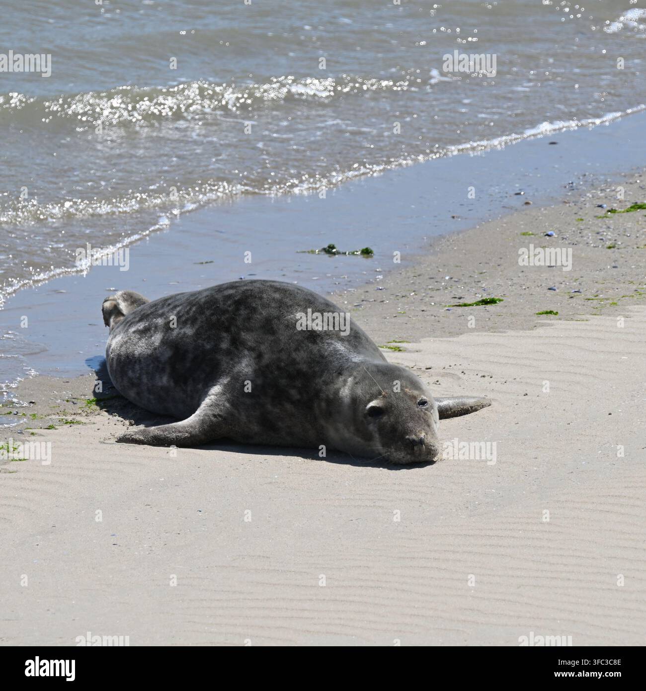 Sei gris, sei gris, Halichoerus grypus dans la mer, Boulogne-sur-Mer France juillet au bord de l'eau Boulogne-sur-Mer France juillet Banque D'Images