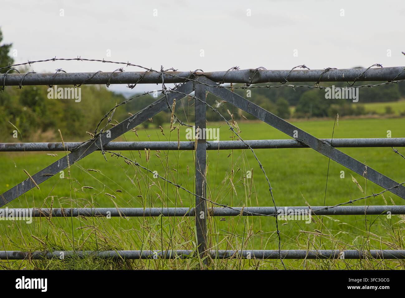 Vue rapprochée d'une porte de ferme en métal galvanisé solidement enveloppée de fil de fer barbelé protégeant un champ agricole luxuriant et vert. Banque D'Images