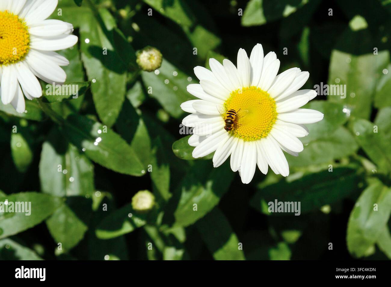 Mouche syrphe (mouche à hover) sur un marguerite blanc (également connu sous le nom de leucanthème vulgaire, marguerite à œil de bœuf, marguerite des chiens, marguerite) avec des gouttelettes sur ses feuilles après la pluie. Banque D'Images