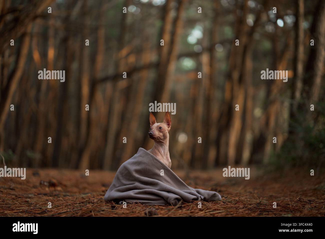 Le Terrier Hairless américain est enveloppé dans une couverture chaude parmi les arbres d'automne. Le couvre-lit douillet protège le chien sans poils pendant une sortie forestière fraîche. Banque D'Images