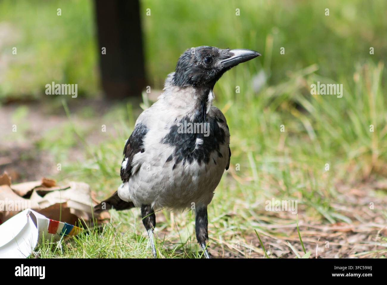 Corbeau à capuche (Corvus cornix), également connu familièrement sous le nom de hoodie. Banque D'Images