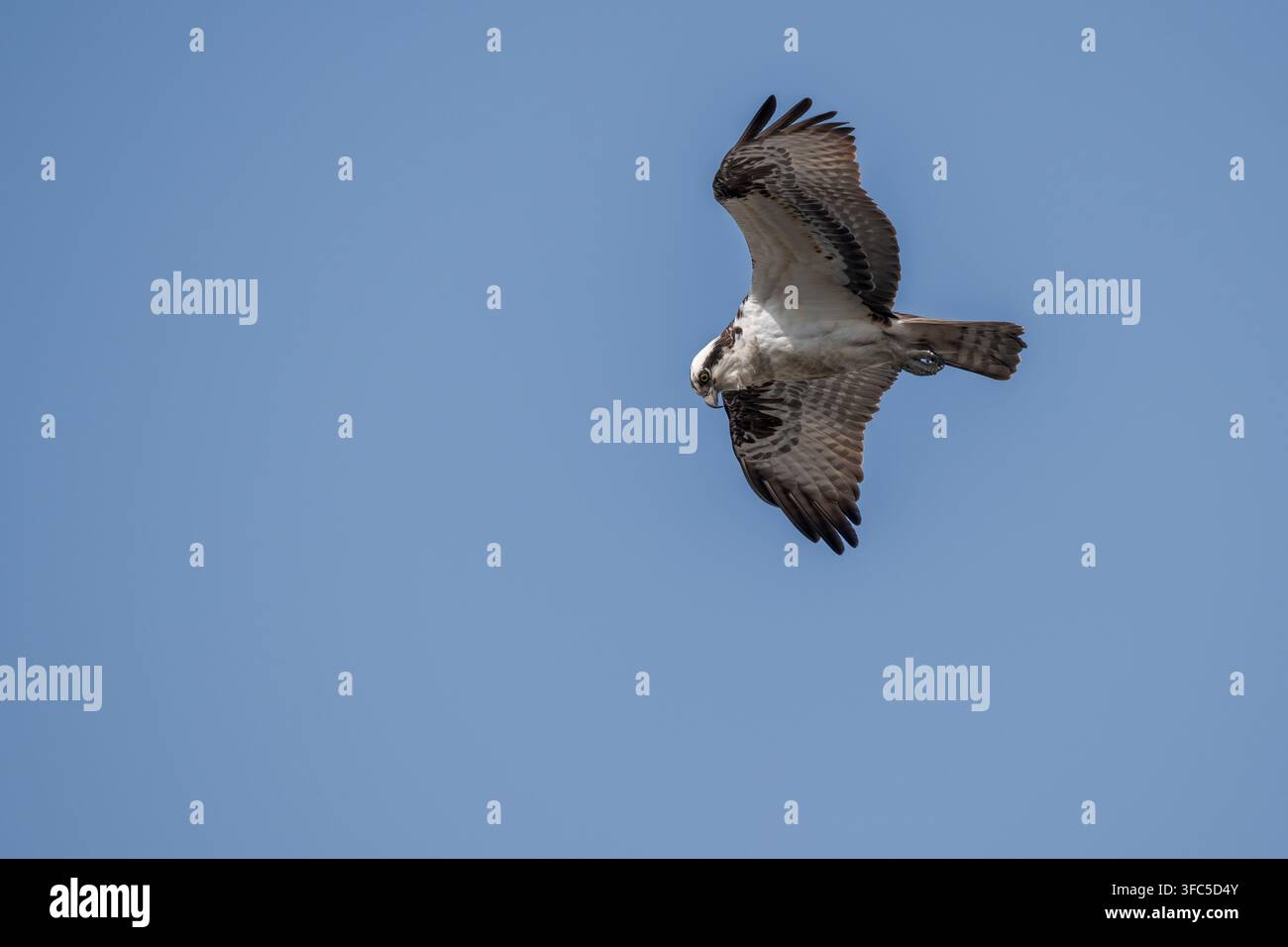 Balbuzard volant gracieusement au-dessus de l'eau dans un milieu naturel, capturé avec les ailes déployées sur un fond doux. Banque D'Images