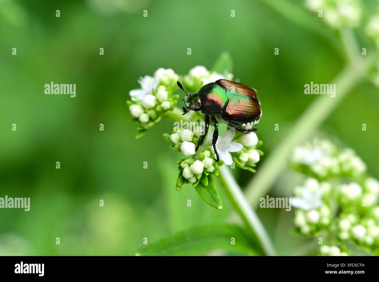Scarabée japonais (Popillia japonica). Cet insecte est originaire du Japon mais est considéré comme un ravageur agricole car il dévaste les feuilles des plantes et les cultures. Banque D'Images