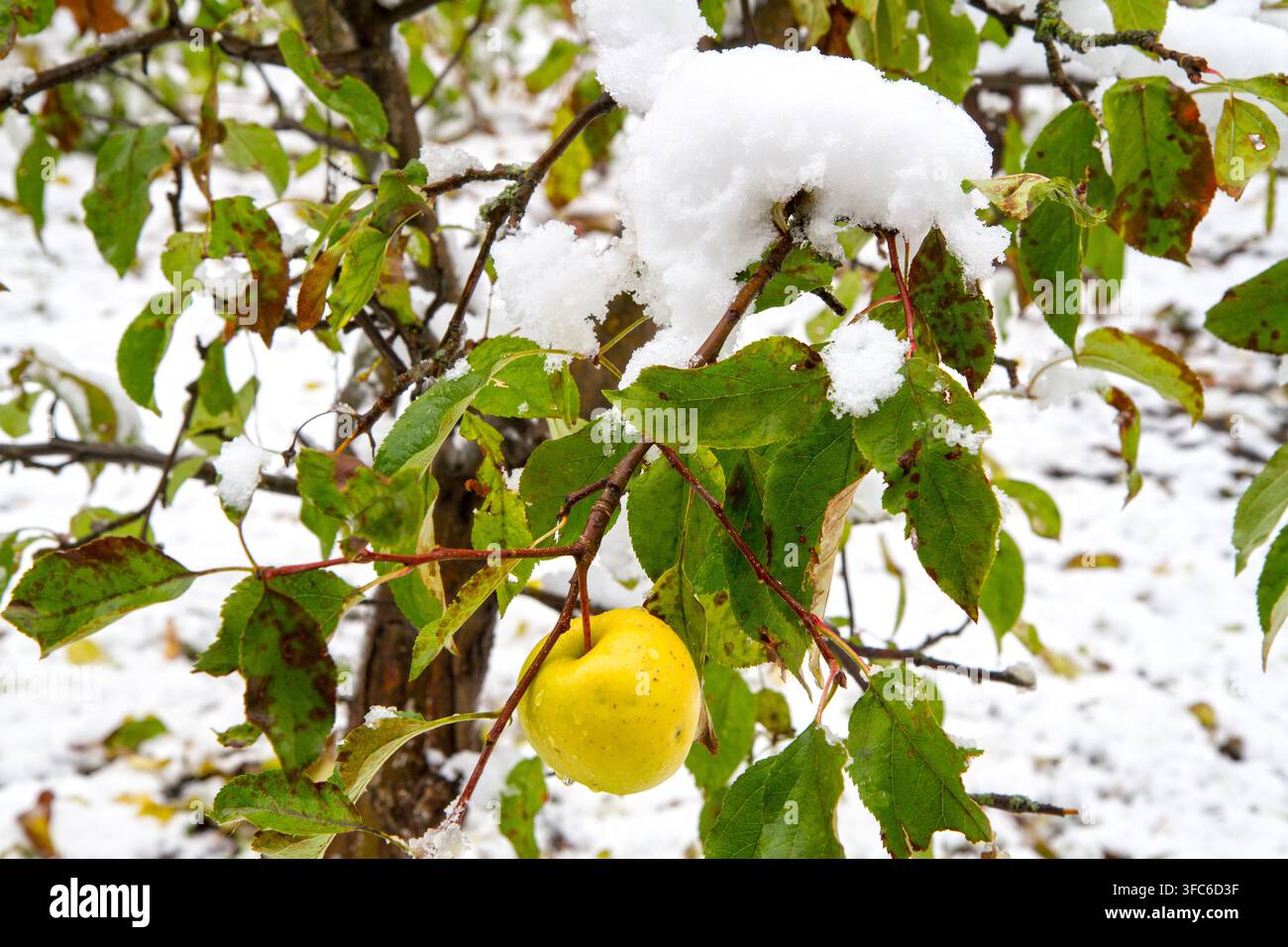 La dernière pomme sur une branche recouverte de neige. La première chute de neige dans le verger. Banque D'Images