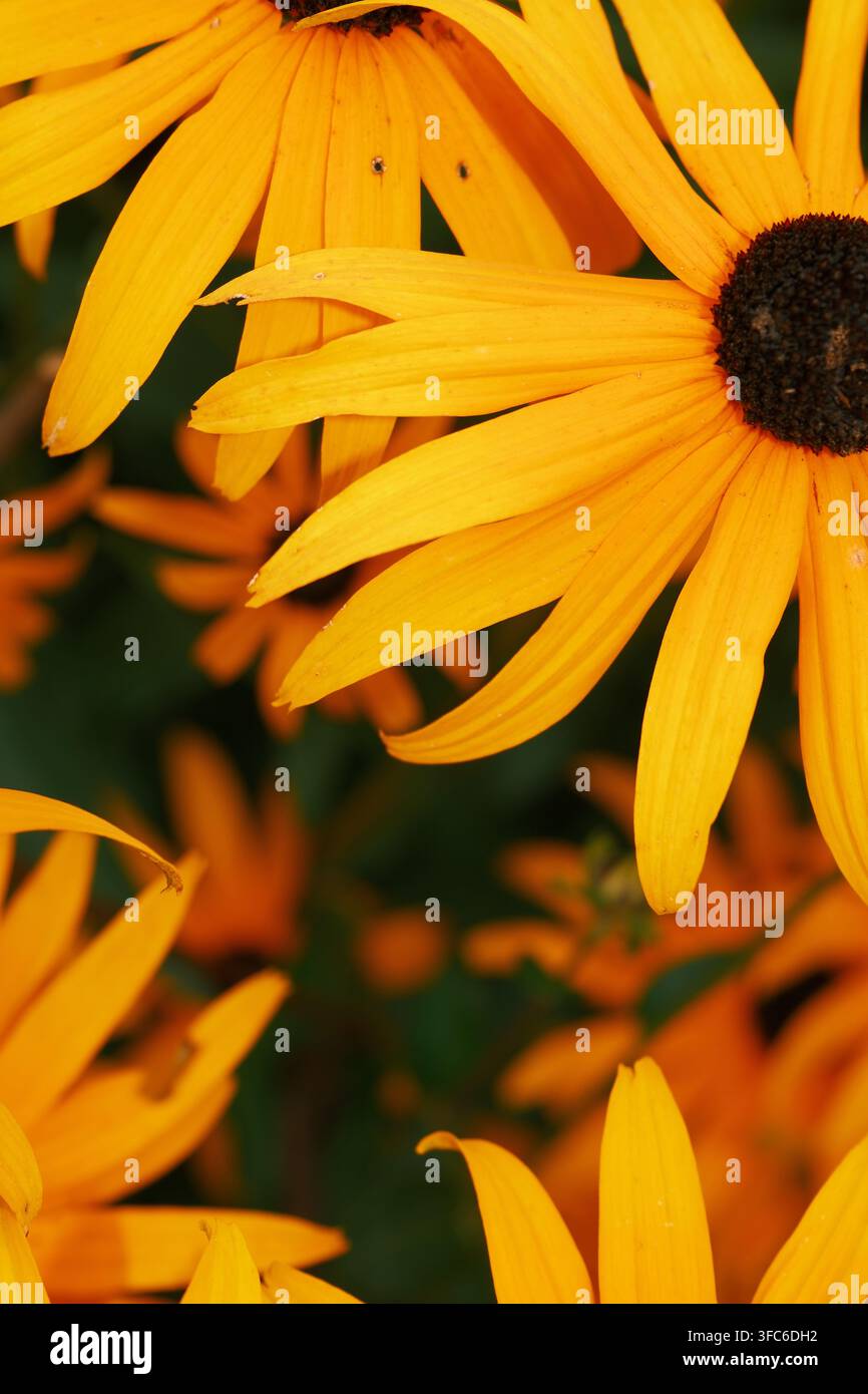 Gros plan de fleurs Schwarzäugchen en fleur, Ontario, Canada. Banque D'Images