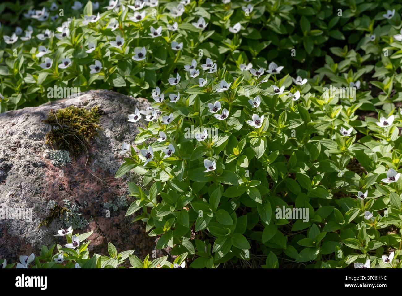 Cornouiller nain eurasien Cornus suecica, tapis fleuri près d'un rocher de granit dans un écosystème forestier côtier, juin 2025 Banque D'Images
