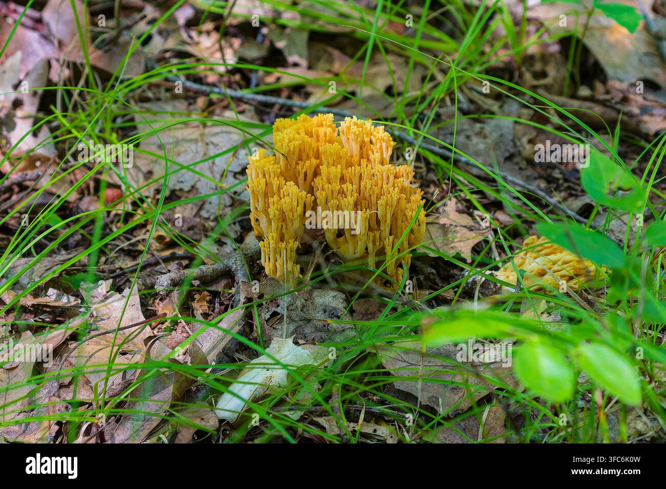 Ramaria aurea (champignon corail doré) Banque D'Images