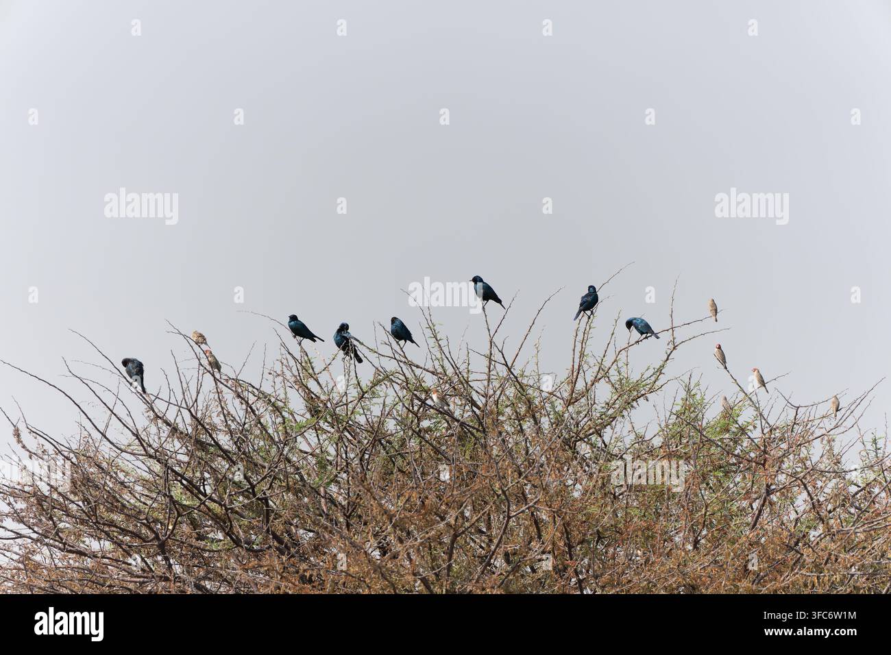 Des sturnes à oreillets bleus plus grands perchés avec d'autres petits oiseaux dans un buisson épineux en Namibie en juillet. Banque D'Images