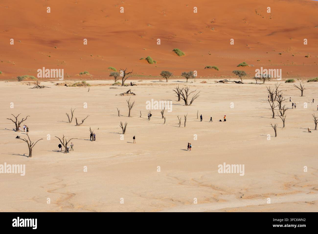 Vaste plaine d'argile de Sossusvlei avec des arbres de camelthorn pétrifiés et de minuscules touristes encadrés par des dunes orange vives du Namib, scène aride. Sossusvlei, Namibie Banque D'Images