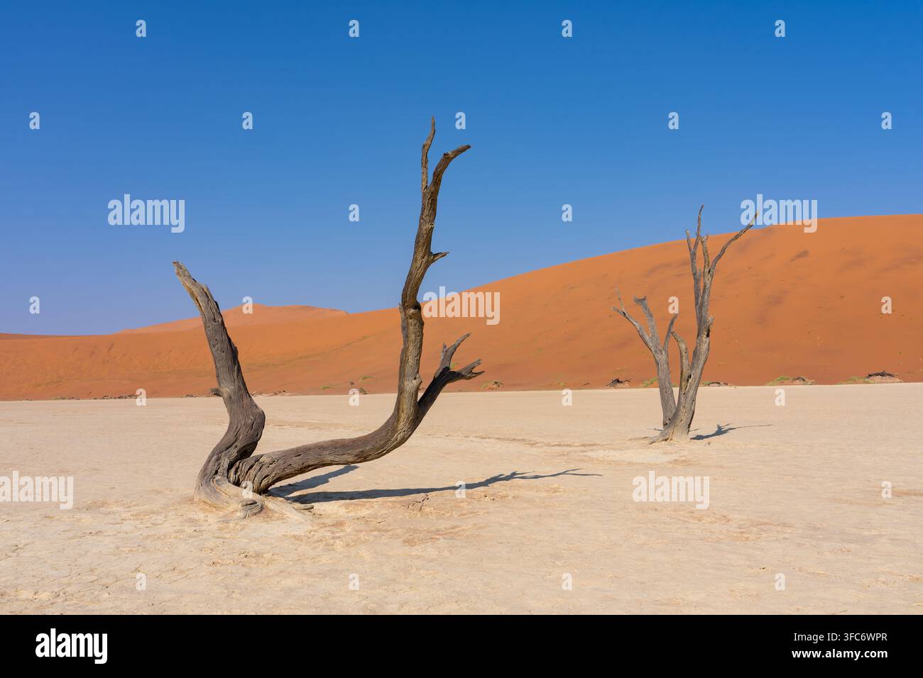 Anciens arbres de camelthorn pétrifiés dans le pan d'argile blanc de Deadvlei, devant les dunes rouges de Sossusvlei et un ciel bleu profond, évoquant la résilience, la désolation Banque D'Images