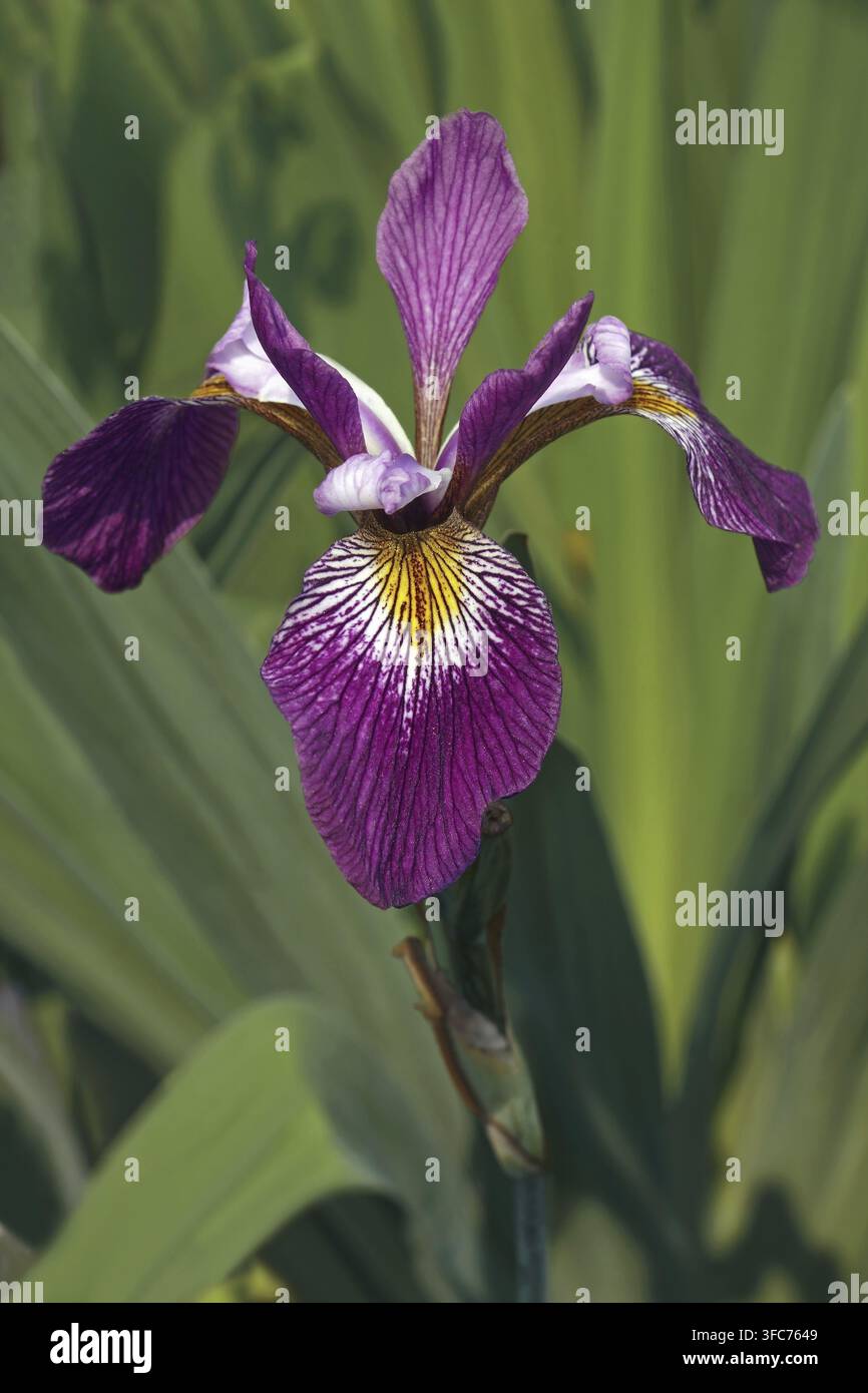 Iris bleu drapeau John Wood (Iris versicolor ?John Wood?). Aussi appelé fleur du poignard, iris d'eau et lys du foie Banque D'Images