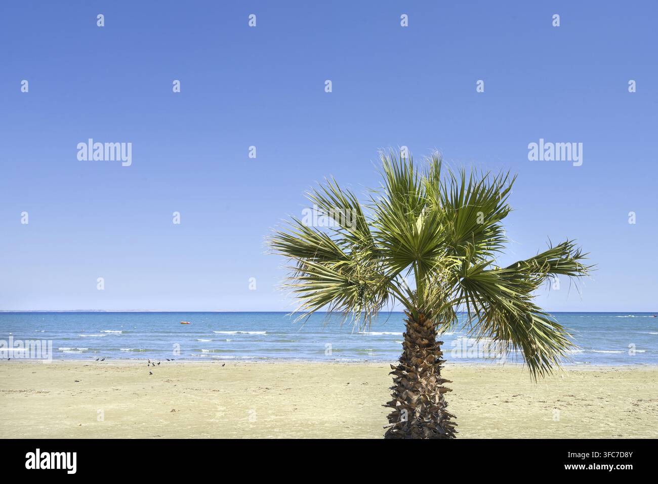 Larnaca, Chypre. 6 mai 2026. vue panoramique sur les palmiers sur la plage en centre-ville Banque D'Images