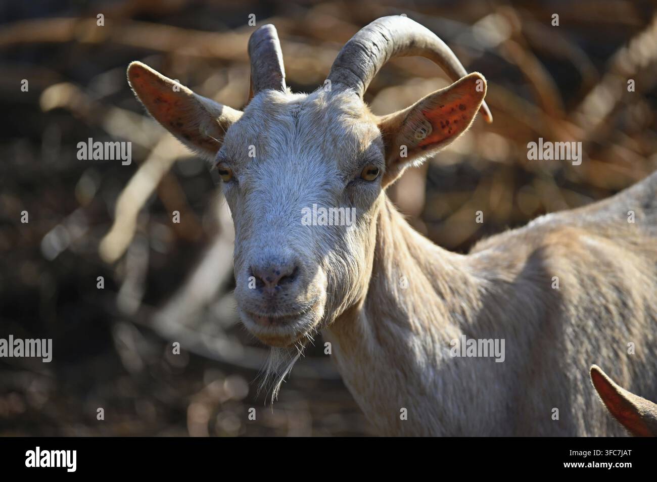 Belles chèvres à la ferme. Concept pour animaux et agriculture Banque D'Images