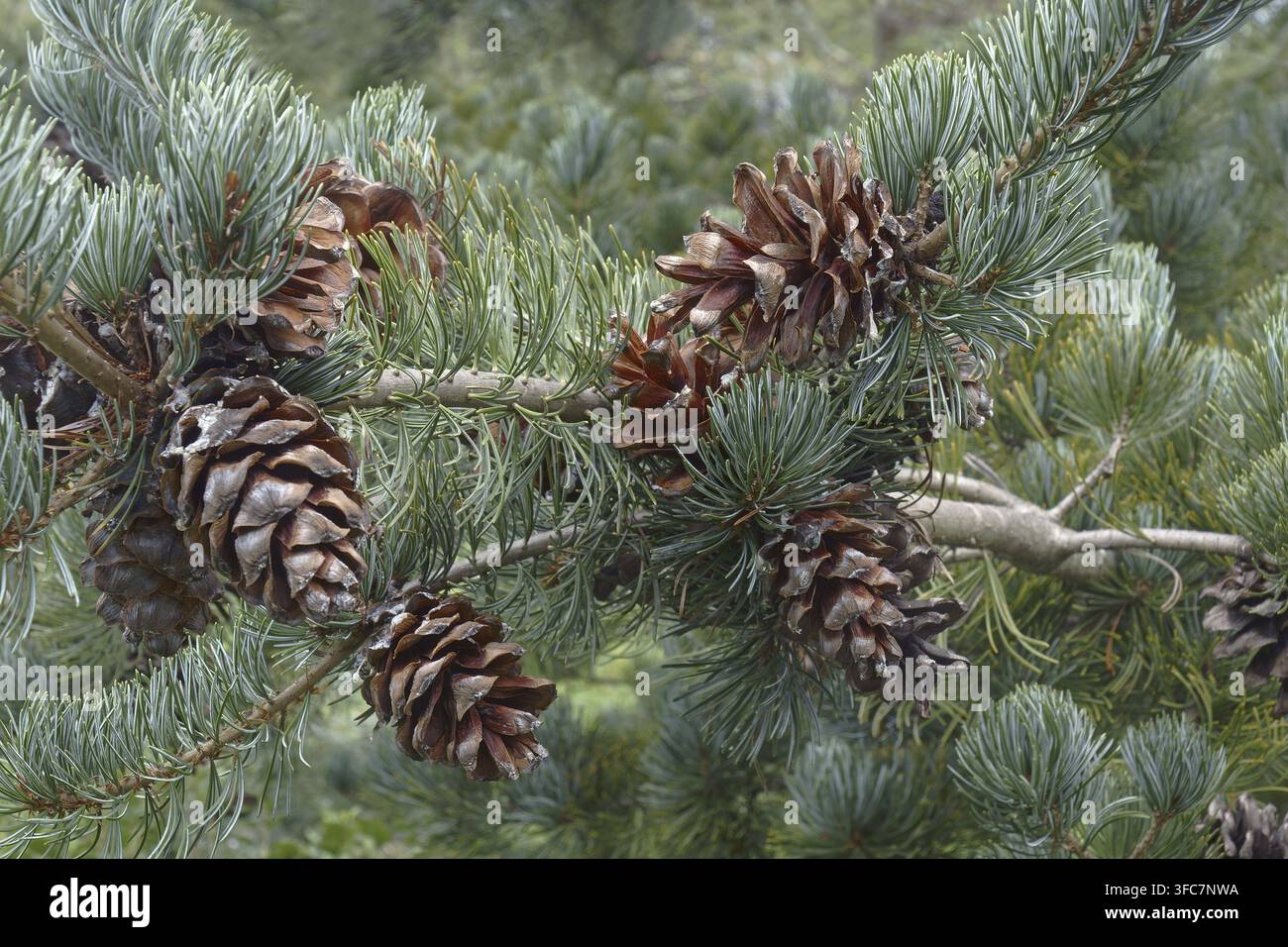 PIN blanc japonais Cleary (Pinus parviflora 'Cleary') Banque D'Images