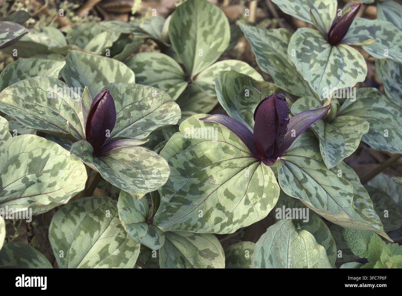 Petit Betsy (Trillium cuneatum). Appelée grande ombre à toadShade, pourpre toadShade, sanglant boucher et whip-pauvre-volonté fleur aussi Banque D'Images