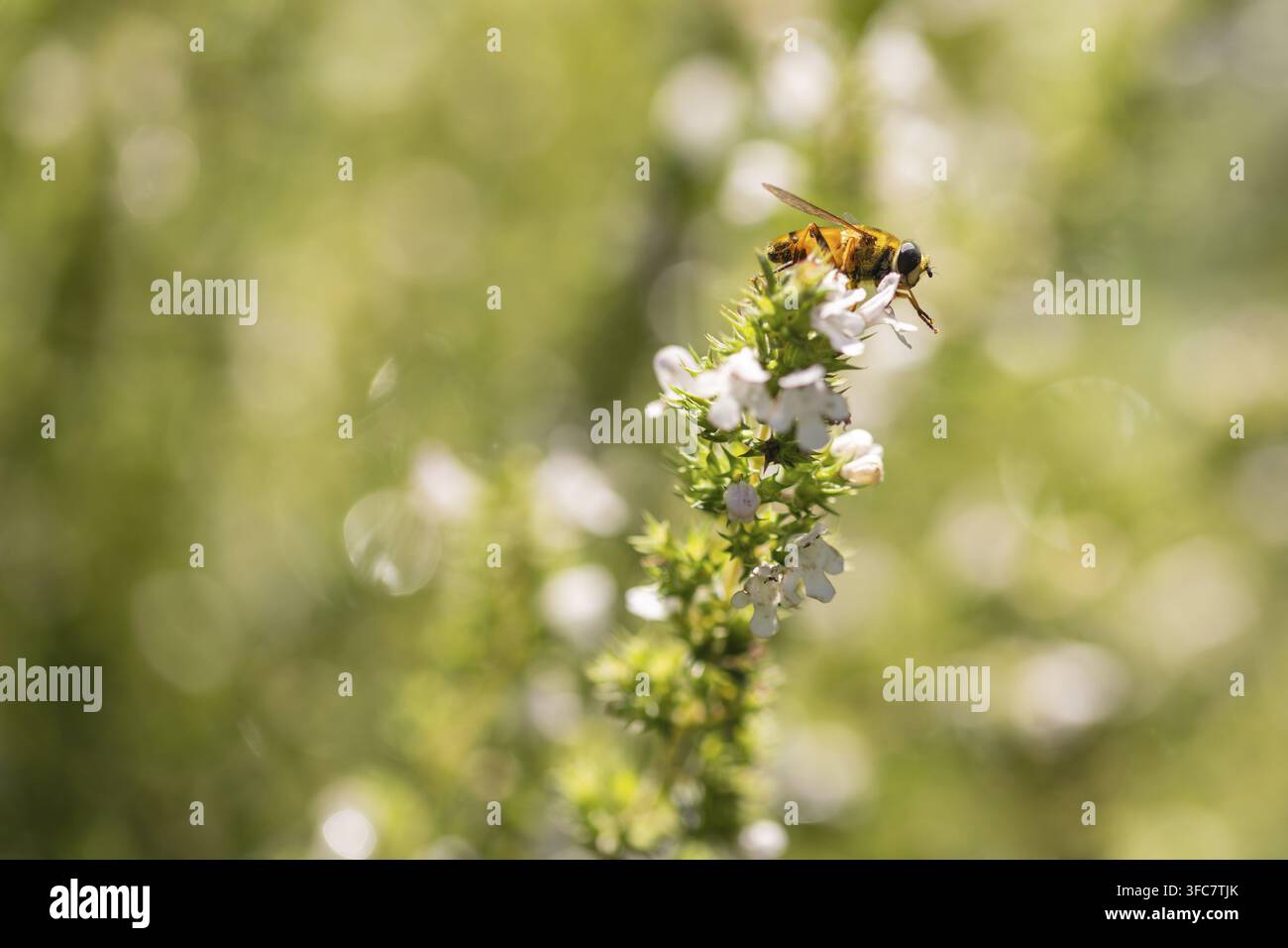Abeille collectant du pollen sur de l'origan blanc en fleur Banque D'Images