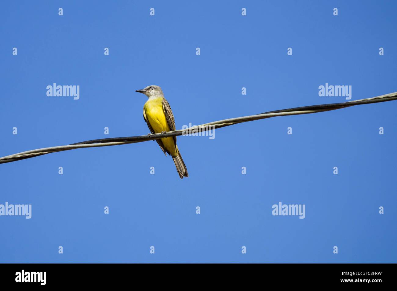 Petit oiseau noir et jaune contre le ciel bleu clair avec des feuilles de palmier comme lignes directrices Banque D'Images