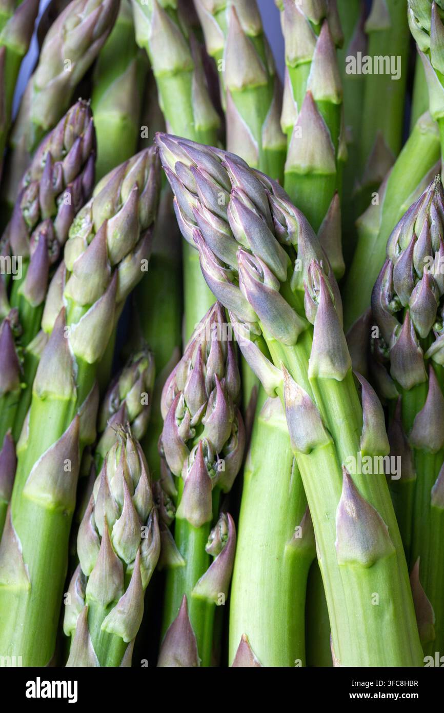 Gros plan vertical d'asperges vertes fraîches aux pointes violettes Banque D'Images