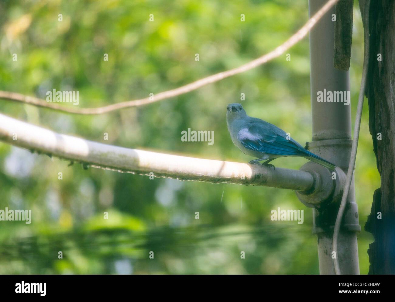 Oiseau bleu-gris perché sur un tuyau rustique en plein air devant un fond flou doux Banque D'Images