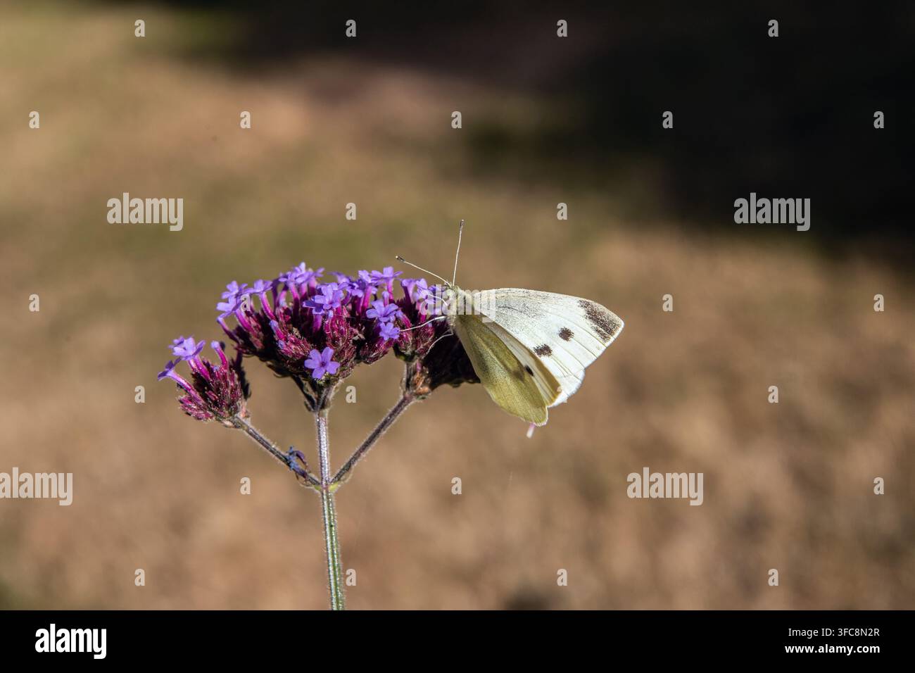 Papillon blanc du chou sur une fleur violette. Banque D'Images