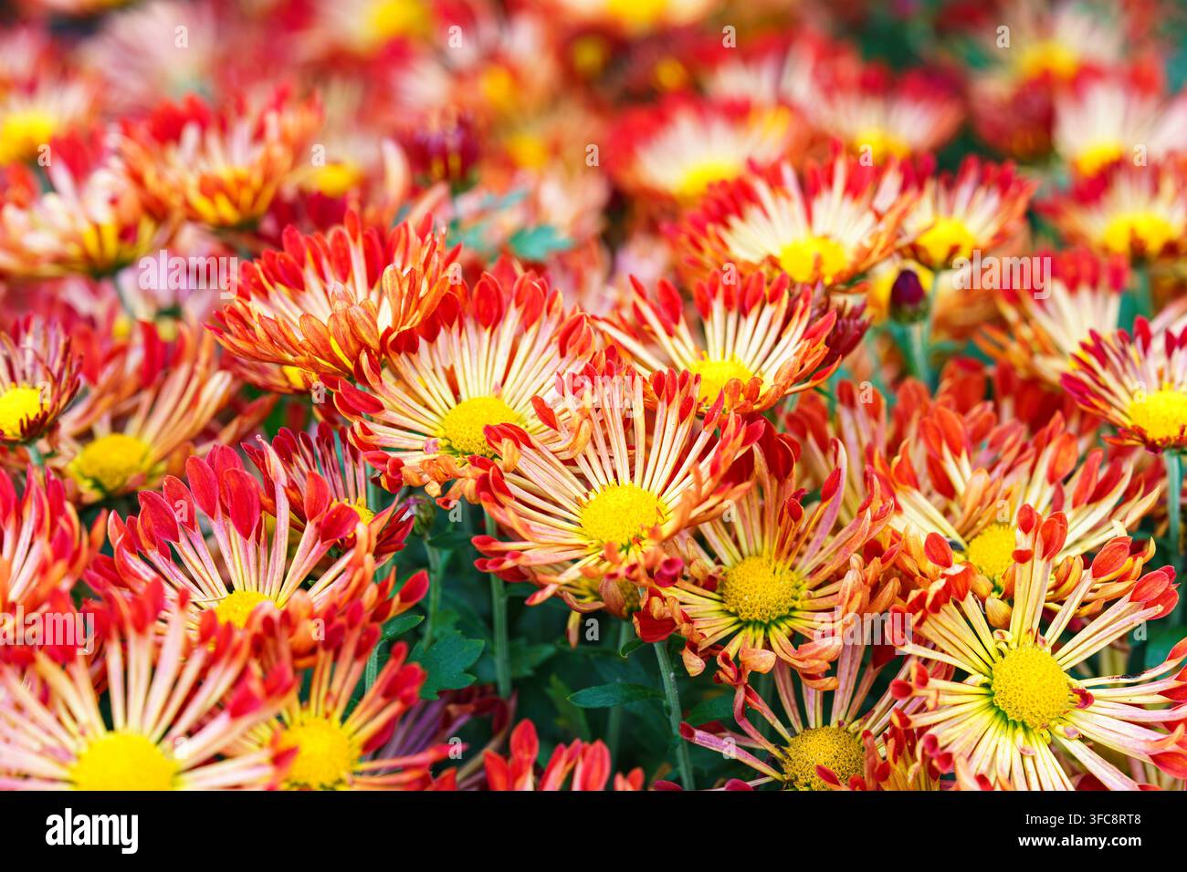 Beaux paysages floraux saisonniers dans un parc botanique avec des fleurs de chrysanthème morifolium rouge et jaune en pleine floraison. Plante br Banque D'Images