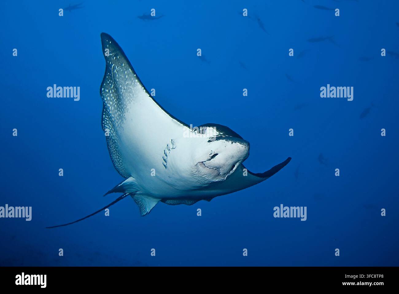 Spotted Eagle Ray (Aetobatus narinari) dans le bleu piscine, l'île de Malpelo, Colombie Banque D'Images