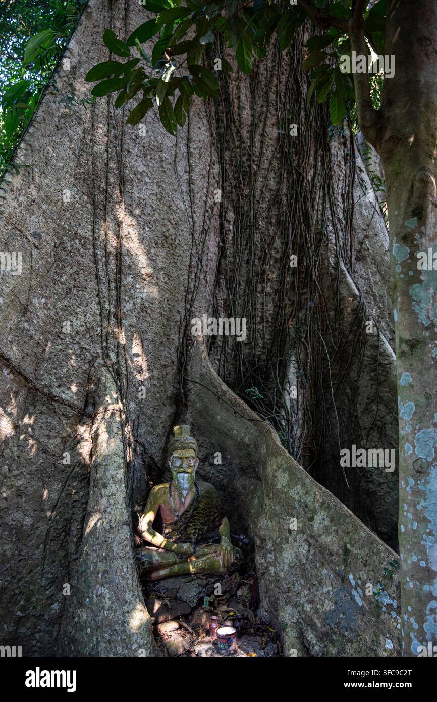 Petit sanctuaire avec une statue d'un ermite ou ascète connu sous le nom de Reusi dans la tradition thaïlandaise, niché dans les racines massives en buttress, Chiang Rai, Thaïlande Banque D'Images