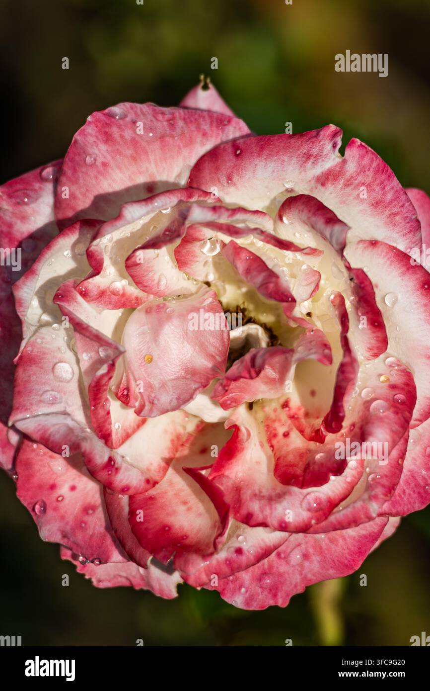 Vue macro extrême d'une structure de pétale de rose fraîche bicolore rose et blanc scintillant de gouttes d'eau cristallines. Banque D'Images