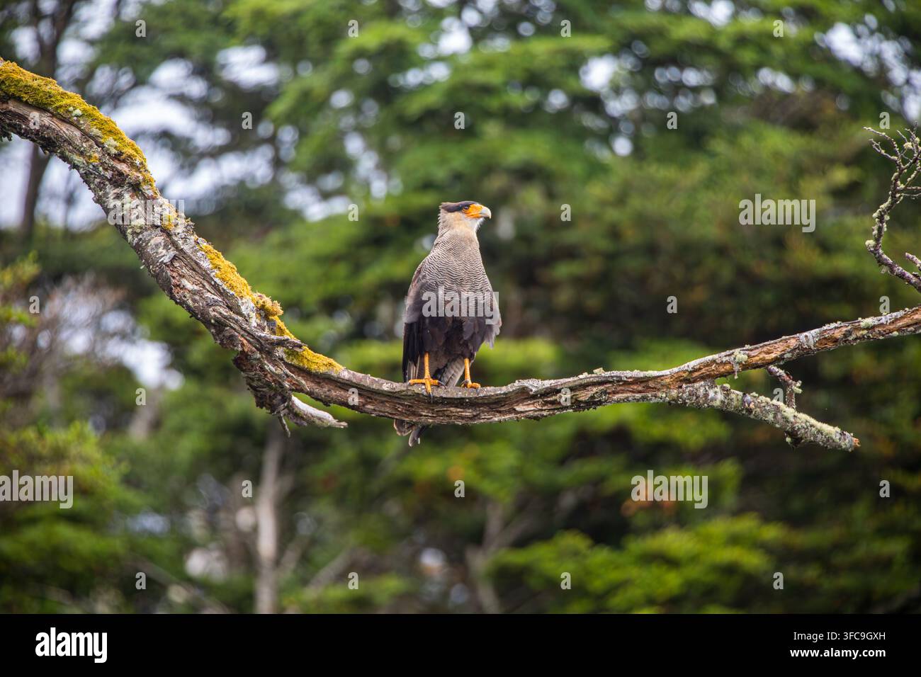 Caracara huppé dans la Patagonie chilienne subantarctique Banque D'Images