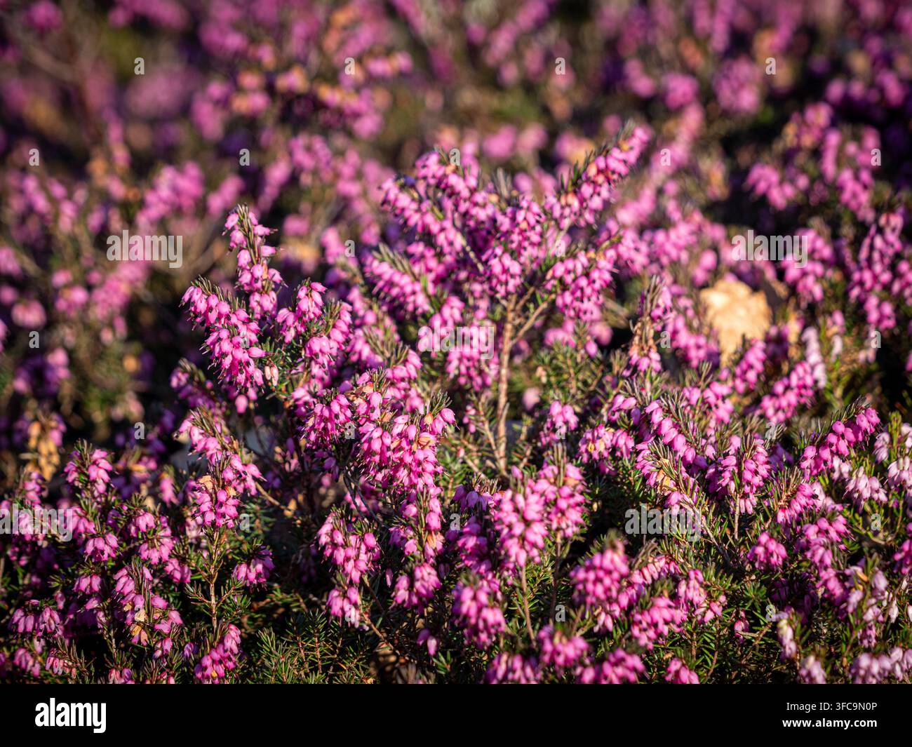 Éricia hivernale Erica carnea 'Myretoun Ruby', fleurissant avec des fleurs roses en forme de cloche au début du printemps. Banque D'Images