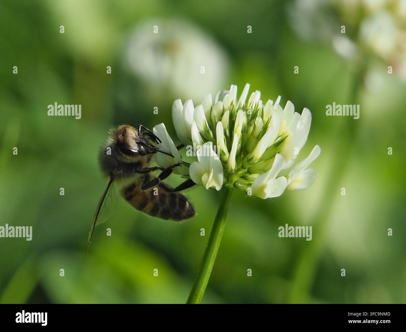 Macro rapprochée isolée d'une abeille mellifère occidentale (Apis mellifera) collectant le pollen d'un petit trèfle blanc (trifolium nigrescens Viv.) ou trèfle en boule Banque D'Images