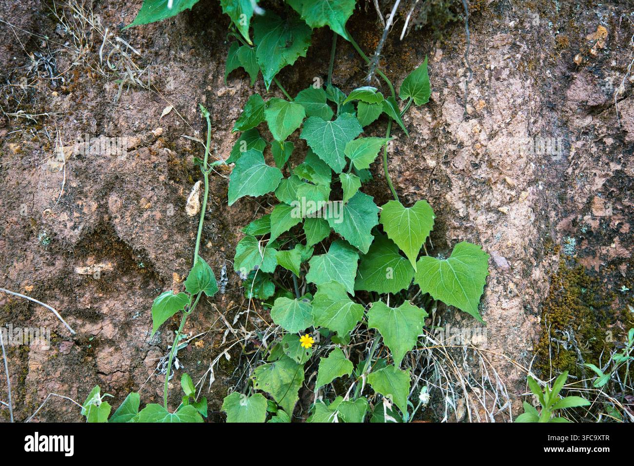 Plante grimpante en lierre vert sur fond de mur rocheux brun Banque D'Images