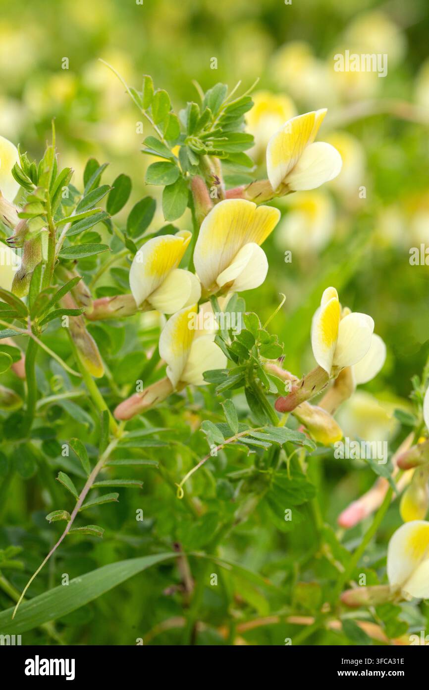Close-up de la Vesce Jaune - Vicia Lutea - Fleurs sauvages en fleurs dans un champ ensoleillé Banque D'Images
