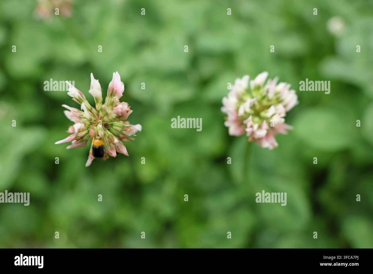 Trifolium repens, le trèfle blanc (également connu sous le nom de trèfle néerlandais, trèfle Ladino ou Ladino) à Huangshizhai (Village de Pierre Jaune) à Zhangjiajie Banque D'Images