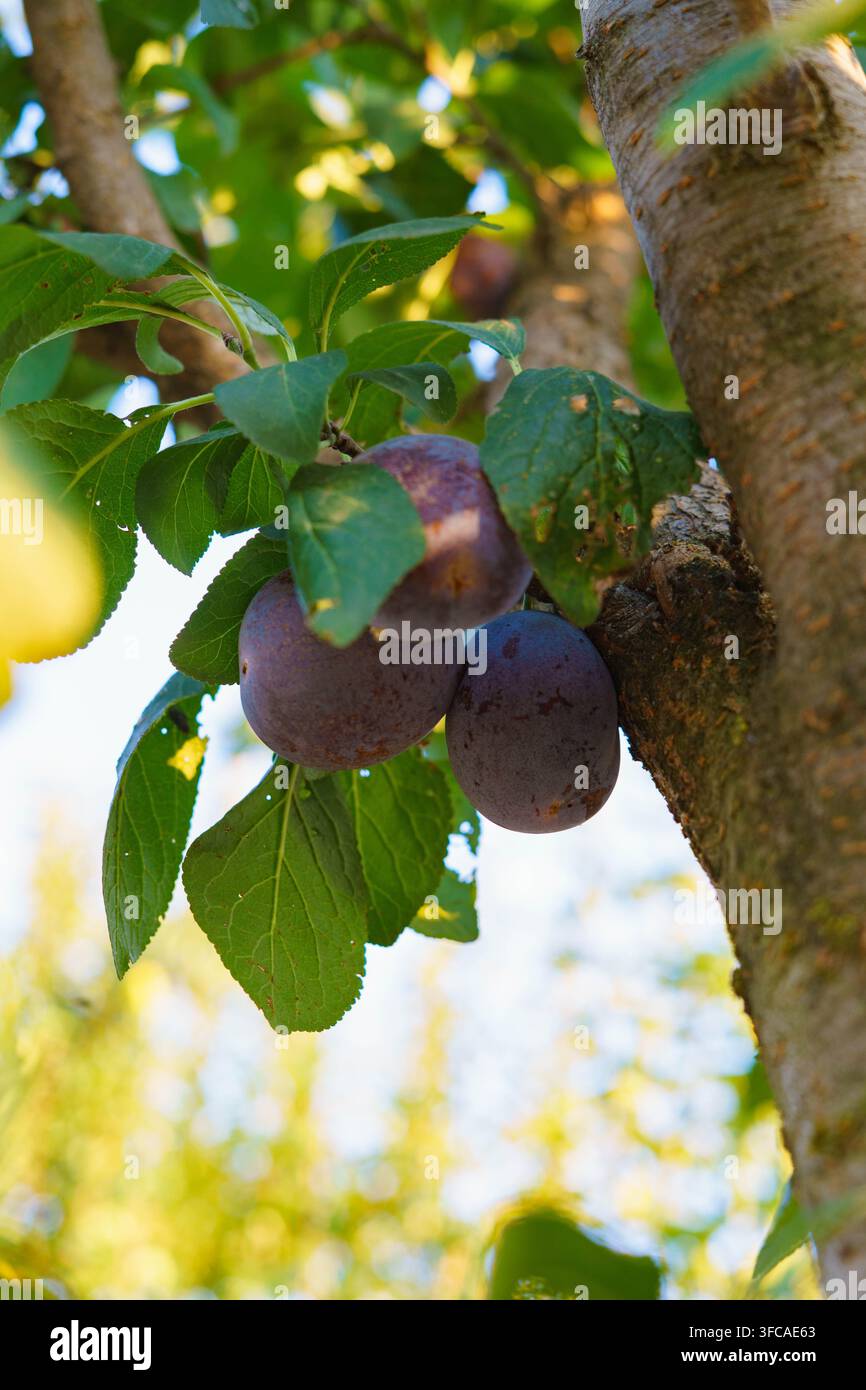 Personne cueillant une prune violette mûre sur un prunier, récolte de fruits frais de saison. Banque D'Images