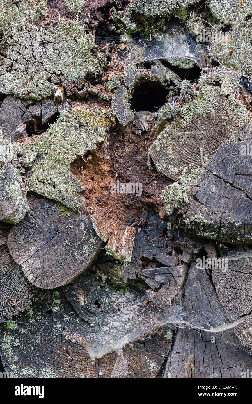 un gros plan détaillé de bois de chauffage empilé subissant une décomposition naturelle, présentant des fissures profondes dans le bois, des lichens pâles, de la mousse et des toiles d'araignée complexes Banque D'Images