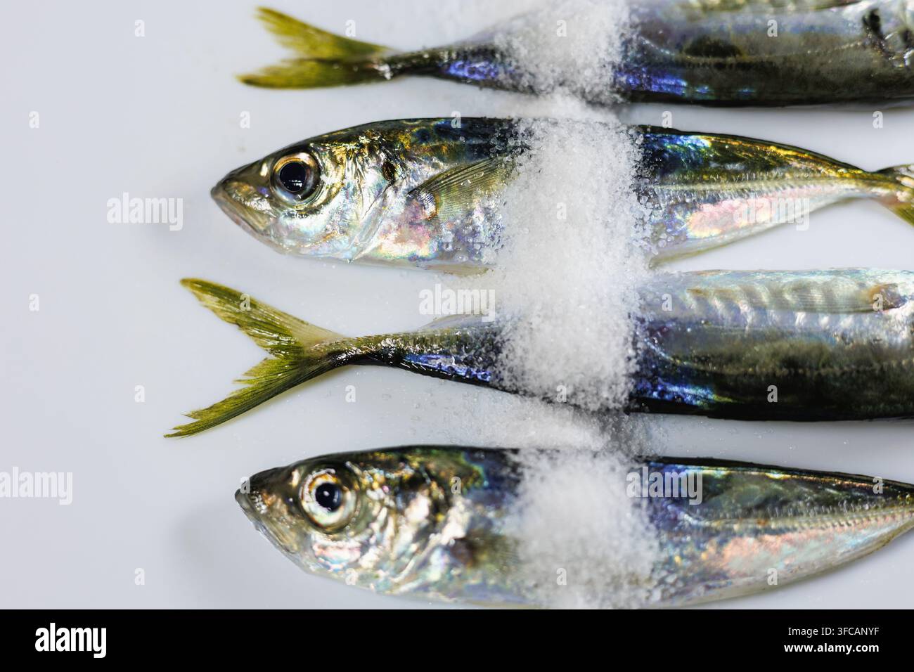 Gros plan de maquereau frais recouvert de sel de mer sur fond blanc pour des concepts de préparation et de conservation des fruits de mer Banque D'Images