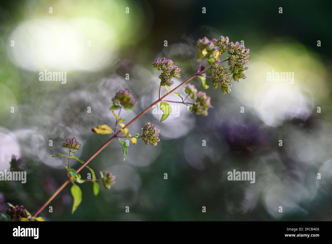 Un magnifique gros plan de délicates fleurs d'origan (origano) roses épanouies dans la nature. Les minuscules fleurs éclatantes se détachent sur un fond rêveur. Banque D'Images