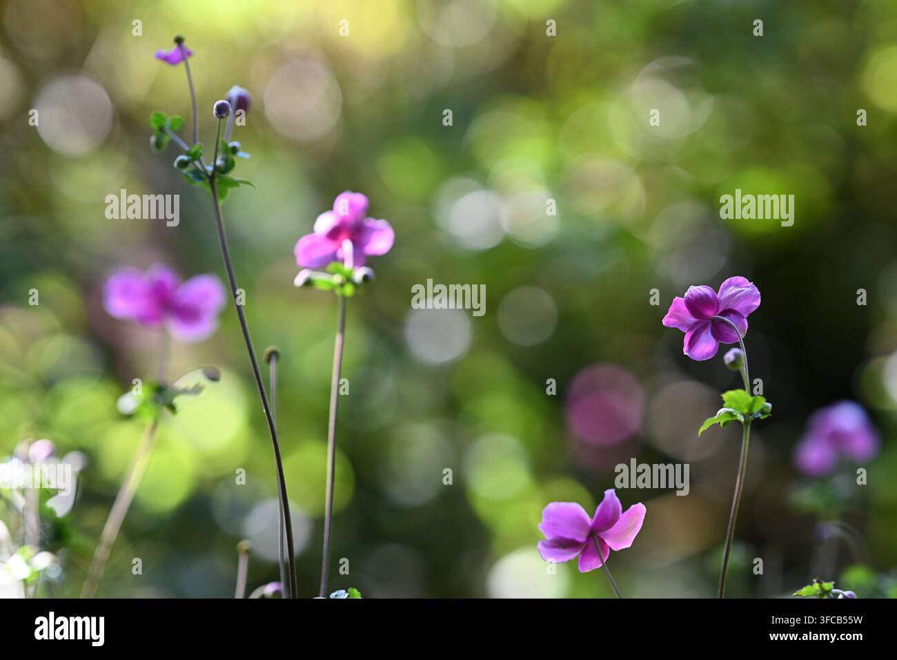 Fleurs d'anémone en gros plan avec un beau fond flou doux. Fleurs de vent en détail sous une lumière naturelle d'été. Banque D'Images