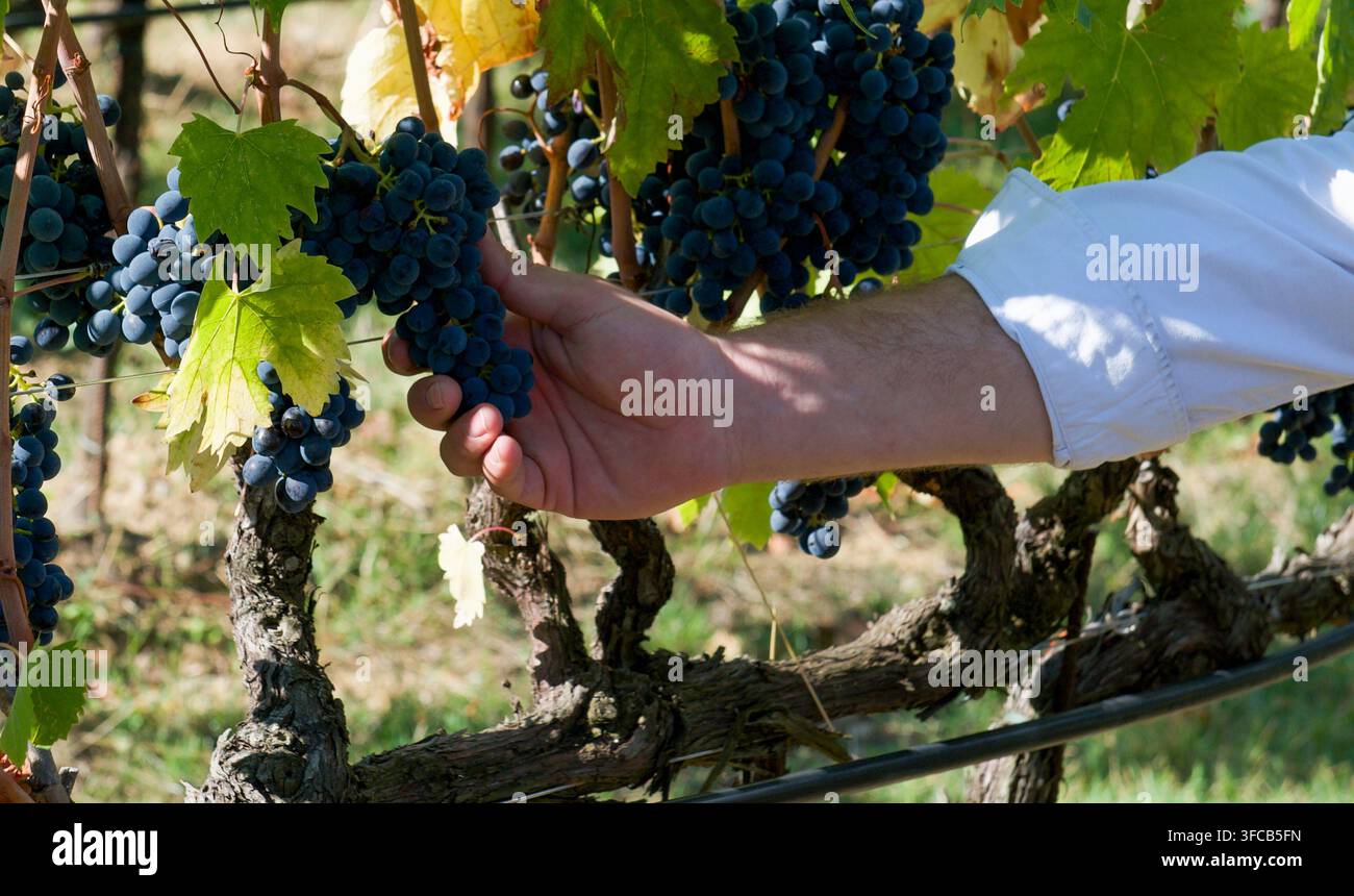Close-up d'une main de viticulteur tenant des raisins rouges Sangiovese mûrs sur la vigne avant la récolte dans un vignoble à Radda in Chianti, Toscane, Italie. Banque D'Images