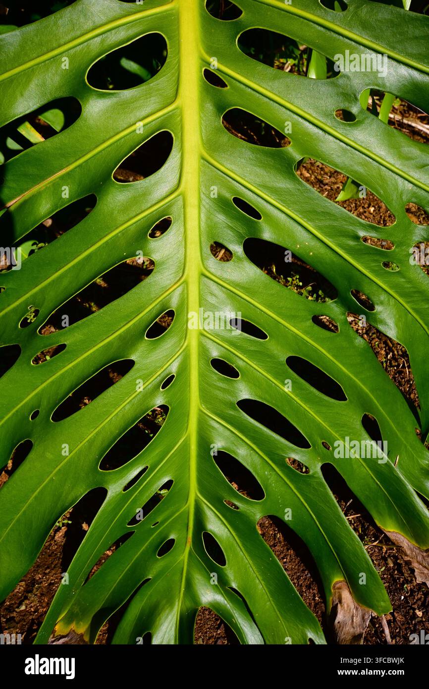 Cette image semble montrer un gros plan d'une feuille verte vibrante d'une plante au fromage suisse (Monstera deliciosa). Banque D'Images