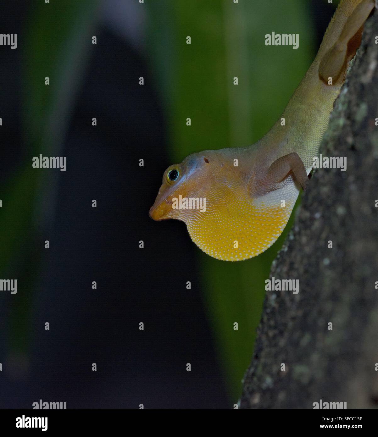 Photographie macro d'un lézard anole vert mâle (Anolis) affichant son fanon gorge jaune vif sur un tronc d'arbre. Banque D'Images