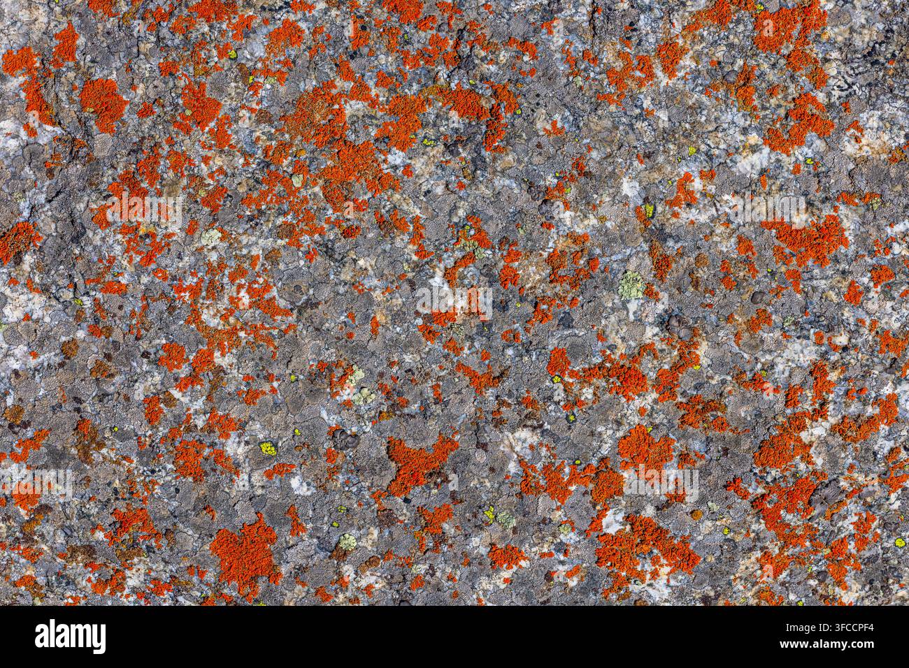 Vue détaillée d'une surface de roche de granit érodée ornée de lichens orange vif et gris. Des plaques de lichen vert pâle ajoutent à la beauté organique de Banque D'Images
