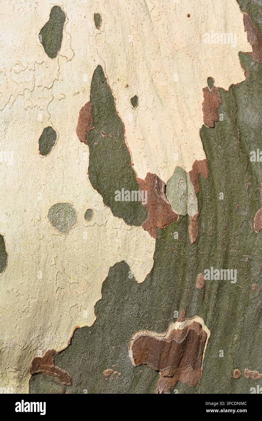 Motif abstrait d'écorce pelée du Platane commun, Platanus x acerifolia ou Platanus x hispanica, ou Platane hybride Banque D'Images